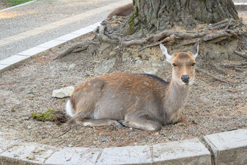 奈良公園　鹿