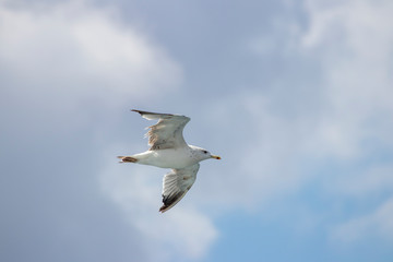Seagull flying in the air