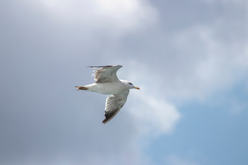 Seagull flying in the air