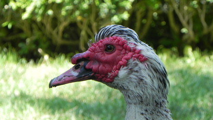 portrait de canard rouge /  red duck portrait