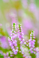 Blossom of heather plant in Kempen forest, Brabant, Netherland