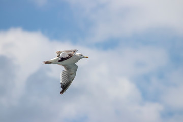 Seagull flying in the air