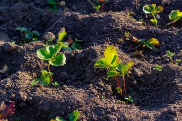 beds with strawberries in the garden