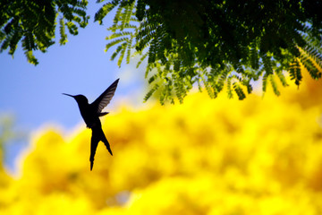 Hummingbird flying on yellow ipe flower tree with blue sky