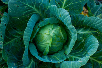 Obraz premium Cabbage growing. Top view