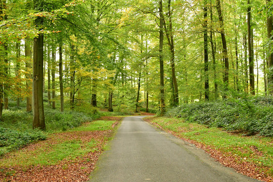 Lyons La Foret, France - November 1 2017 : Forest