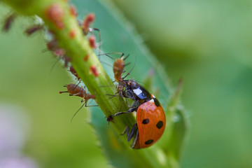 Marienkäfer frisst lause auf einem Blütenstamm