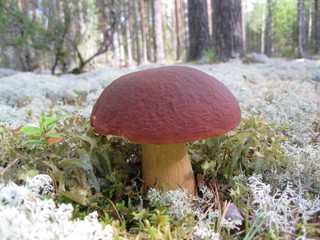 mushroom porcini in the forest