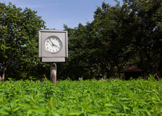 City Park. Black hour and minute hands on the clock with a white dial show the wrong time