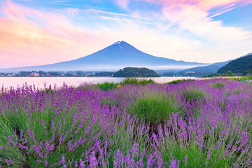 富士山とラベンダー、山梨県河口湖大石公園にて
