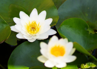 Whites water lily