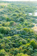 top view of a dense bright green forest in the rays of the rising sun
