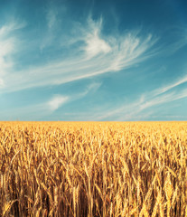 Naklejka premium golden ripe wheat on field in sunset time and dark blue sky with clouds