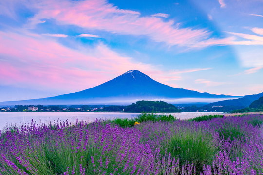 富士山とラベンダー、山梨県河口湖大石公園にて