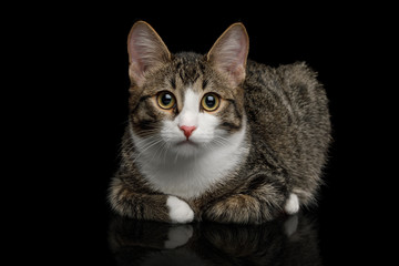 Cute Mix-breed Kitten Lying on isolated background and Gazing