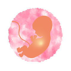 a fetus in a pink uterus ピンクの子宮の胎児