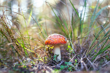 red toxic mushroom in wood meadow