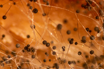 Backgrounds Colony Characteristics of Rhizopus (bread mold) is a genus of common saprophytic fungi, Rhizopus (bread mold) under the microscope.(soft focus and have Grain/Noise)