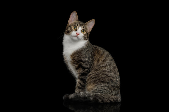 Curious Mix-breed Kitten Sitting with Funny face and Looking in camera on isolated background