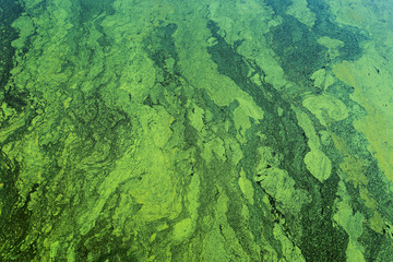green color toxic algae in water