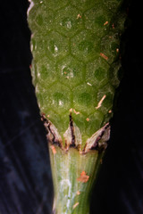 Equisetum (horsetail, snake grass, puzzlegrass) is the only living genus in Equisetaceae for education in laboratory.