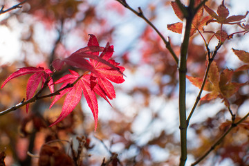Red maple leaves lit by the sun on autumn day