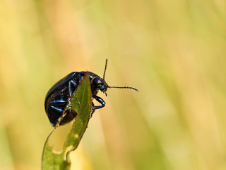 The black insect sits on a wheat spikelet. Macro with blurry background. Pest control crop. Pollination of plants with flowers. Flora and fauna of the temperate region. Natural History and the School