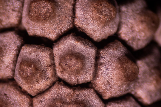 Equisetum (horsetail, snake grass, puzzlegrass) is the only living genus in Equisetaceae for education in laboratory.