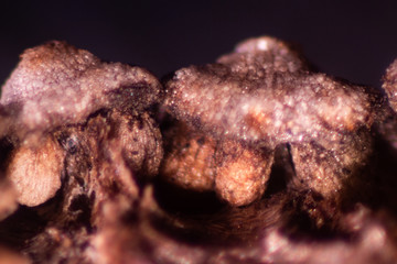 Equisetum (horsetail, snake grass, puzzlegrass) is the only living genus in Equisetaceae for education in laboratory.