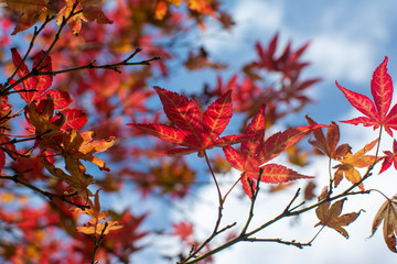 Red maple leaves lit by the sun on autumn day