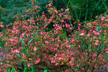 Garden in Furnas area, São Miguel Island, Azores