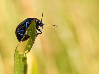 The black insect sits on a wheat spikelet. Macro with blurry background. Pest control crop. Pollination of plants with flowers. Flora and fauna of the temperate region. Natural History and the School