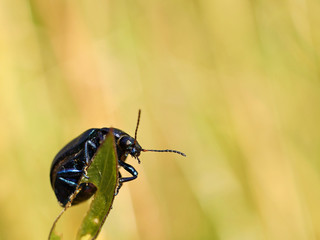 The black insect sits on a wheat spikelet. Macro with blurry background. Pest control crop. Pollination of plants with flowers. Flora and fauna of the temperate region. Natural History and the School