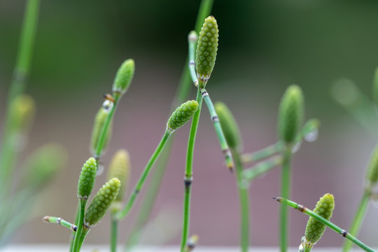 Equisetum (horsetail, snake grass, puzzlegrass) is the only living genus in Equisetaceae for education in laboratory.