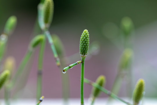 Equisetum (horsetail, snake grass, puzzlegrass) is the only living genus in Equisetaceae for education in laboratory.