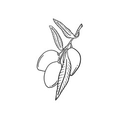 Olives. Black and white illustration of three olives with three leaves on a twig close up. Isolated object on a white background.