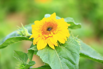 Sunflower grow in the wild