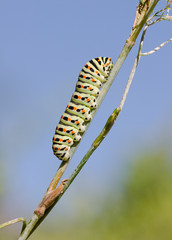 Caterpillar of a Common yellow swallowtail, Papilio machaon, butterfly. Andalusia, Spain.