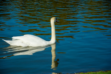 Fototapeta premium White swan floating in the water