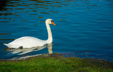 Fototapeta premium White swan floating in the water