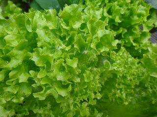 salad green