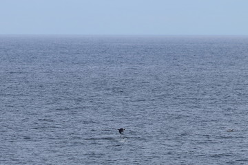 Fototapeta premium Dolphin jumping in the ocean. Pacific white-sided dolphin Lagenorhynchus obliquidens in natural habitat. Marine mammal in Norht Pacific ocean. Design template, background, copy space for text.