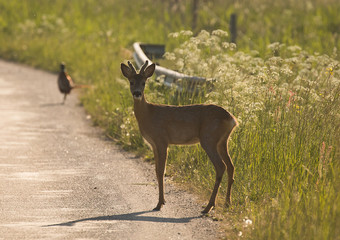 Animals out on the road early in the morning