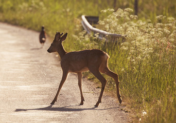 Animals out on the road early in the morning