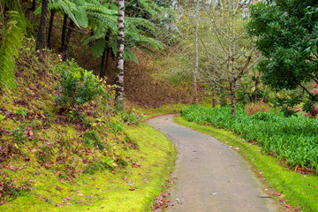 Garden in Furnas area, São Miguel Island, Azores