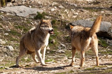Timberwolf oder Amerikanischer Grauwolf (Canis lupus lycaon)