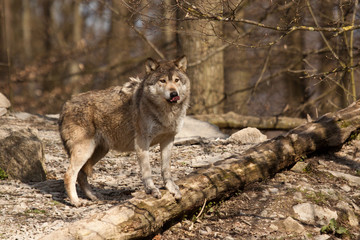 Timberwolf oder Amerikanischer Grauwolf (Canis lupus lycaon)