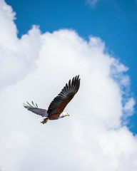 Fototapeta premium African Osprey / Águila Pescadora Africana