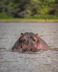 Hipopótomo / Hippopotamus