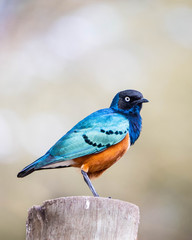 Superb Starling / Estornino
